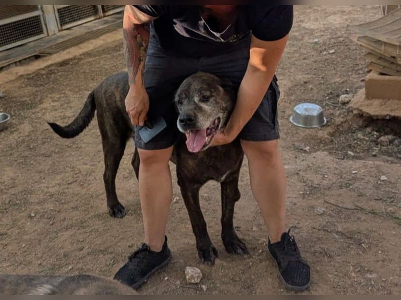 verschmuster Papy wünscht sich sein Zuhause