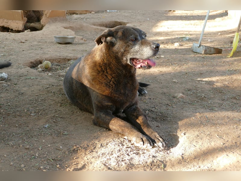 verschmuster Papy wünscht sich sein Zuhause