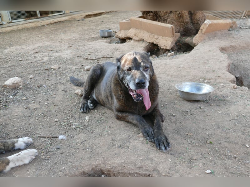 verschmuster Papy wünscht sich sein Zuhause