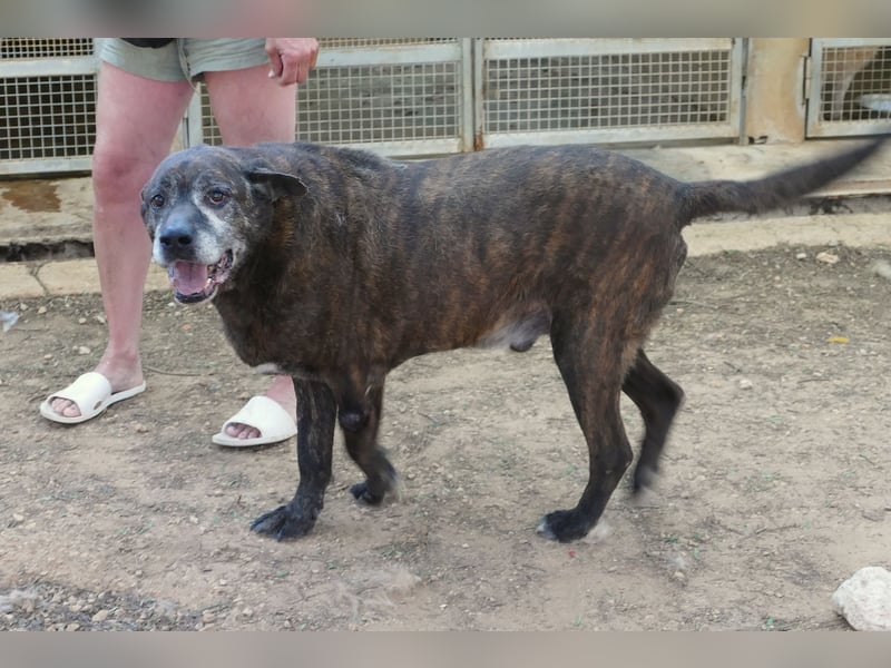 verschmuster Papy wünscht sich sein Zuhause