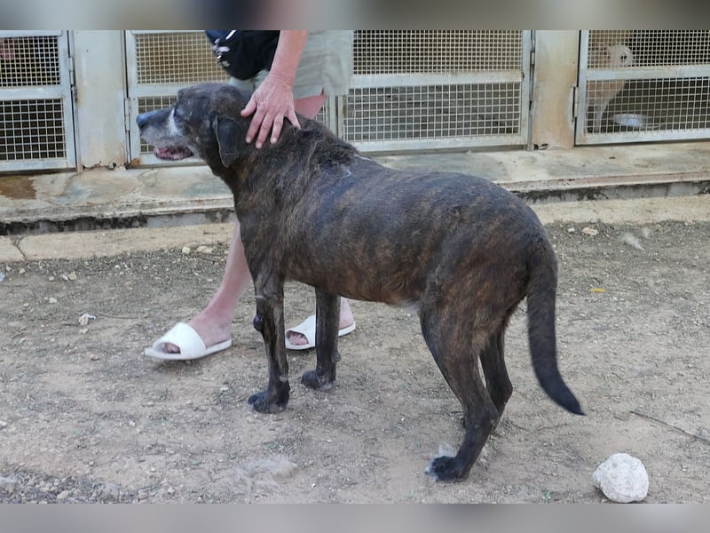 verschmuster Papy wünscht sich sein Zuhause