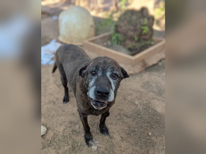 verschmuster Papy wünscht sich sein Zuhause