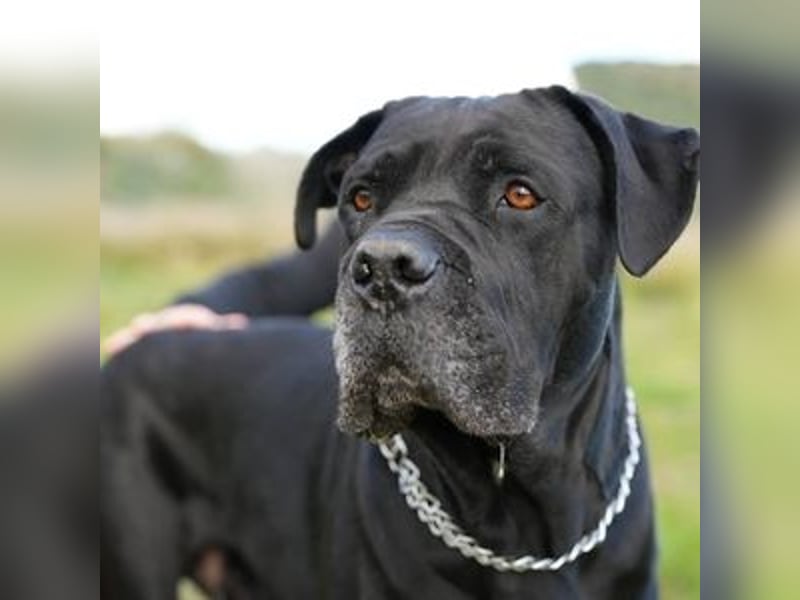 Blake (Spanien) - tiefschwarzer sanfter Riese