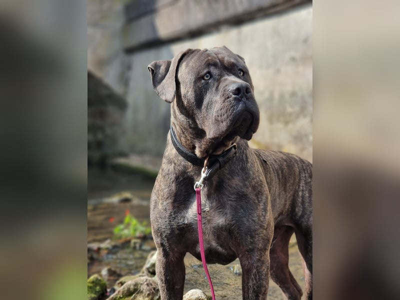 Cane corso Seppel