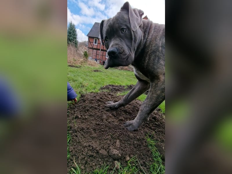Cane corso Seppel