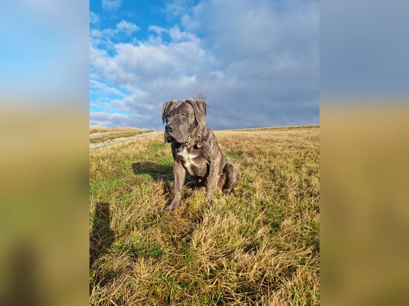 Cane corso Seppel