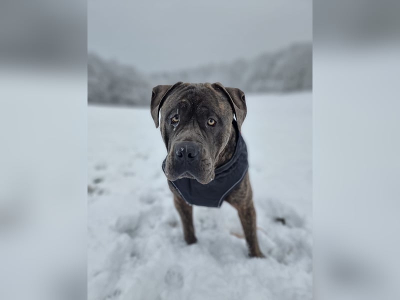 Cane corso Seppel