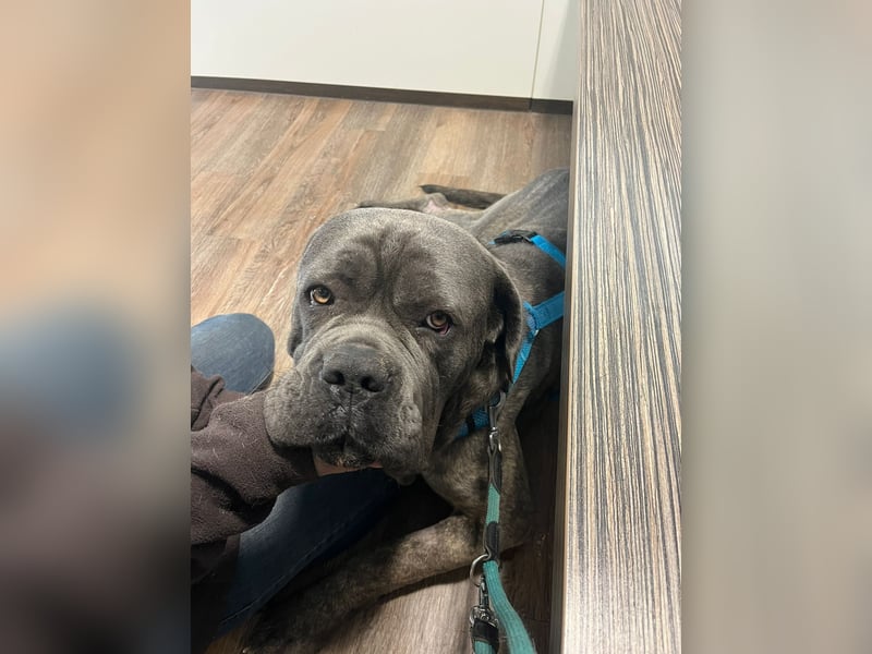 Bounty sucht dringend eine Pflege- oder Endstelle