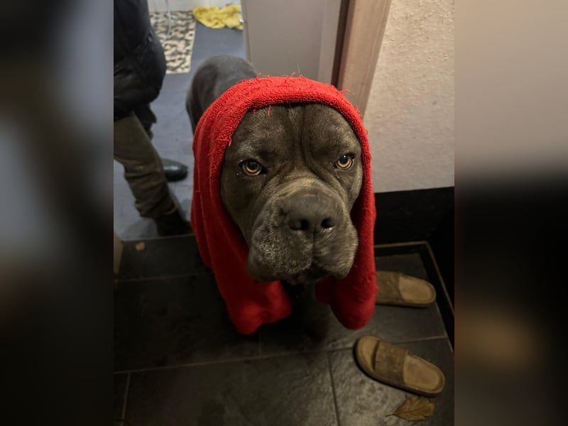 Bounty sucht dringend eine Pflege- oder Endstelle