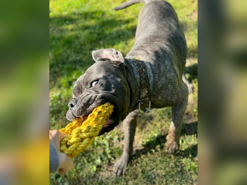 Bounty sucht dringend eine Pflege- oder Endstelle