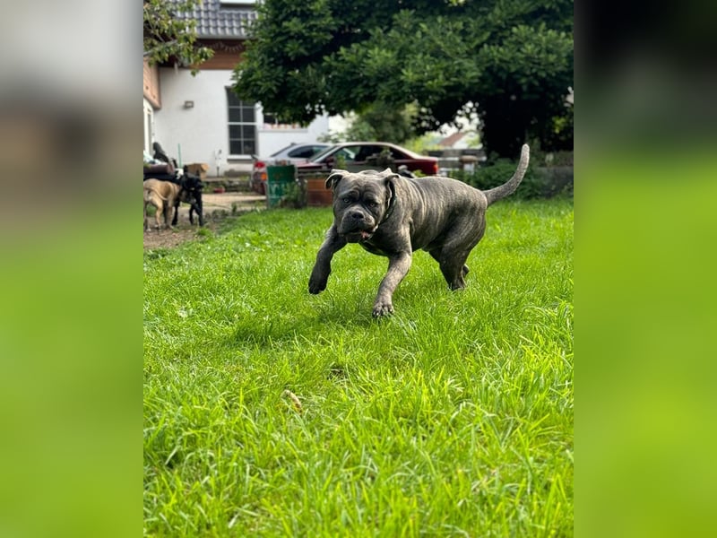 Bounty sucht dringend eine Pflege- oder Endstelle