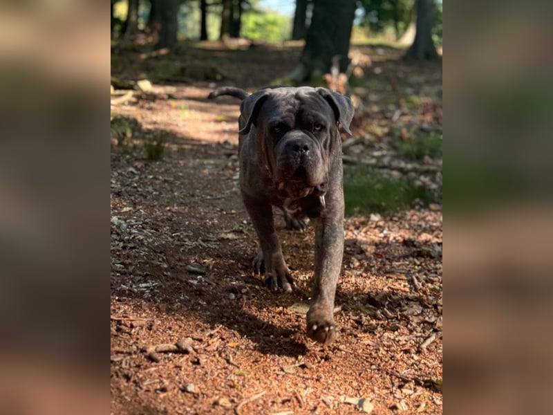 Bounty sucht dringend eine Pflege- oder Endstelle