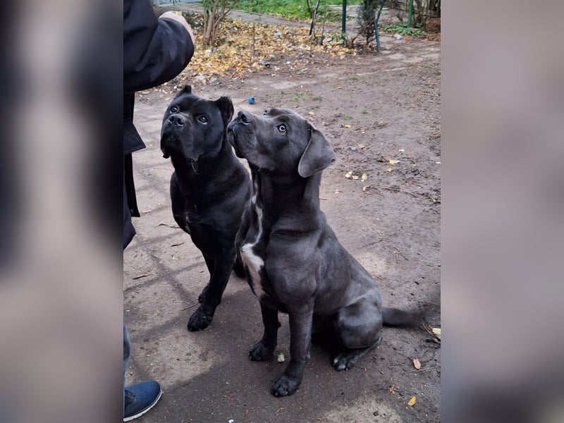 Zwei Cane Corso Rüden suchen liebevolles Zuhause