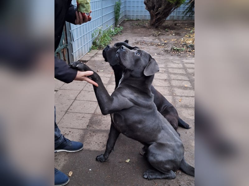 Zwei Cane Corso Rüden suchen liebevolles Zuhause