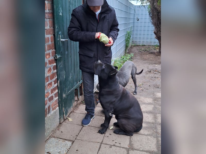 Zwei Cane Corso Rüden suchen liebevolles Zuhause