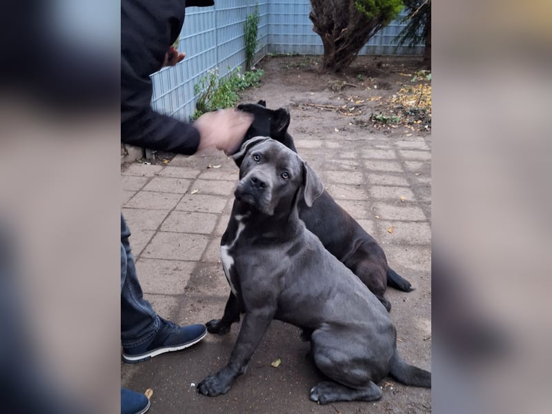 Zwei Cane Corso Rüden suchen liebevolles Zuhause