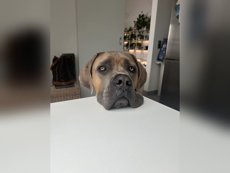 Cane Corso Formentino Rüde kastriert