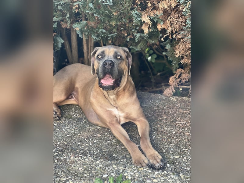 Cane Corso Formentino Rüde kastriert