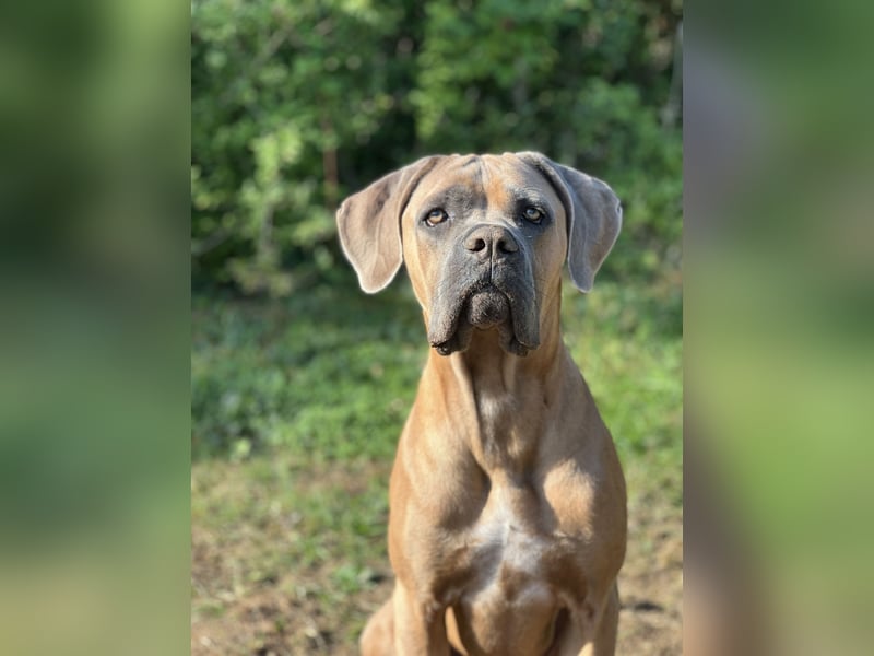 Cane Corso Formentino Rüde kastriert