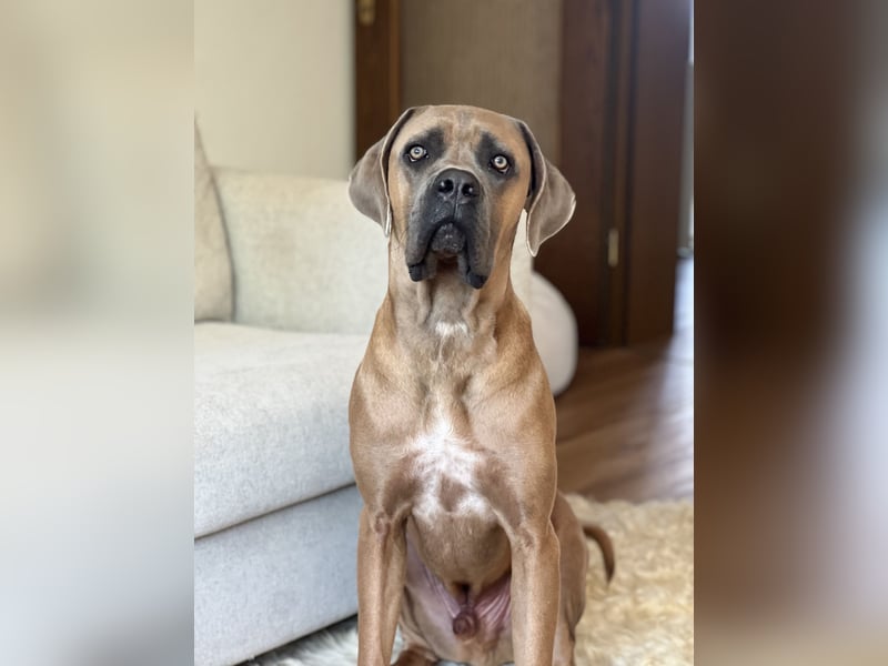 Cane Corso Formentino Rüde kastriert