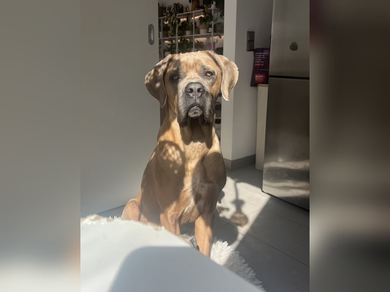 Cane Corso Formentino Rüde kastriert