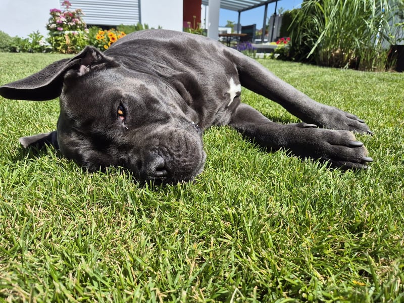 Deckrüde Cane Corso