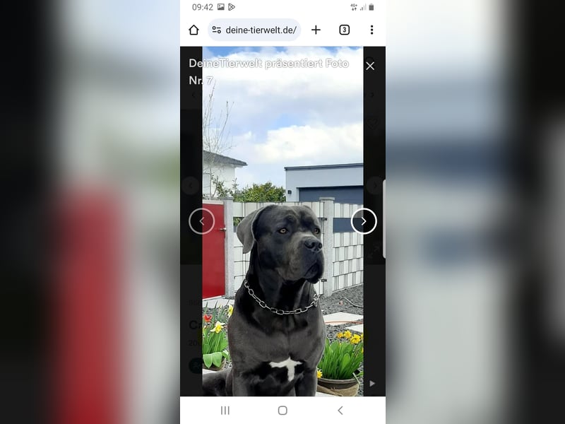 Deckrüde Cane Corso