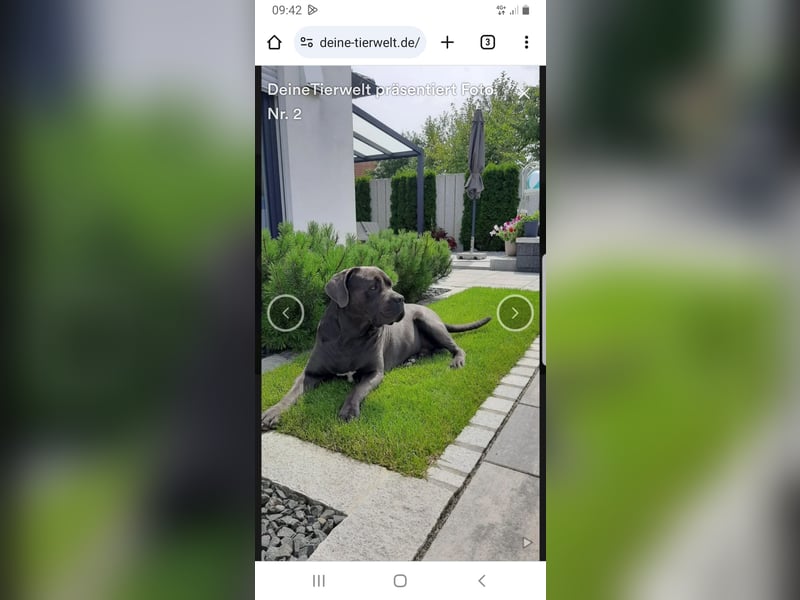 Deckrüde Cane Corso