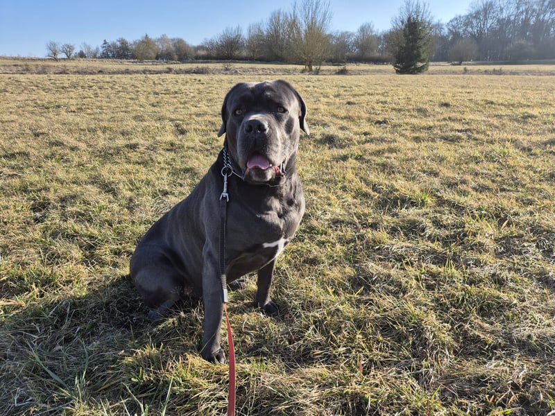 Deckrüde Cane Corso
