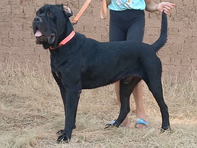 TOP junger Rüde 14 Monate der Rasse Cane Corso mit FCI-Stammbaum