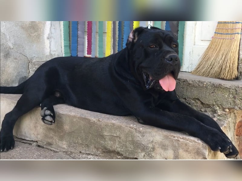 TOP junger Rüde 14 Monate der Rasse Cane Corso mit FCI-Stammbaum
