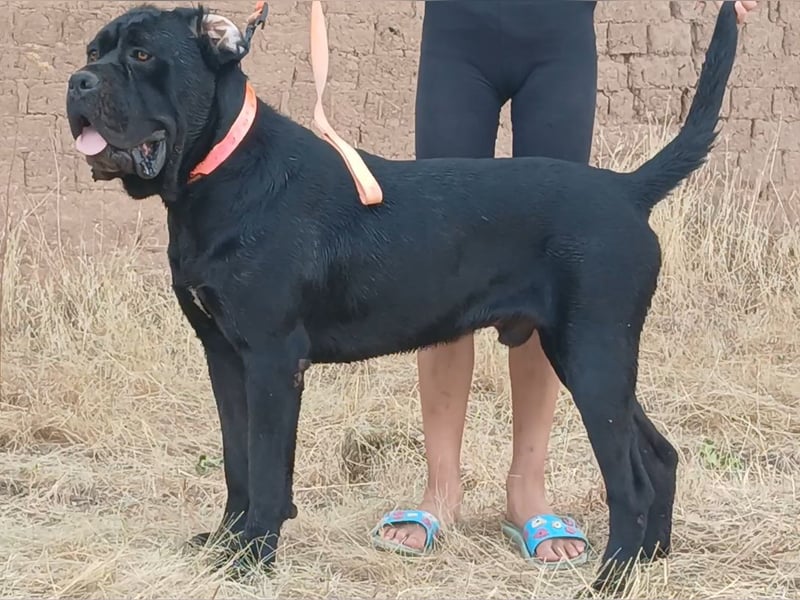 TOP junger Rüde 14 Monate der Rasse Cane Corso mit FCI-Stammbaum