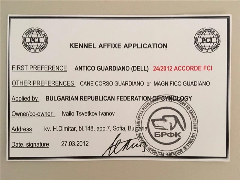 TOP junger Rüde 14 Monate der Rasse Cane Corso mit FCI-Stammbaum