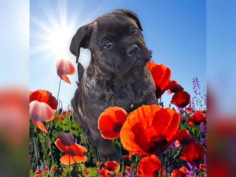 „Cane Corso Welpen aus Zucht mit Euch WCh-Linie zu verkaufen.