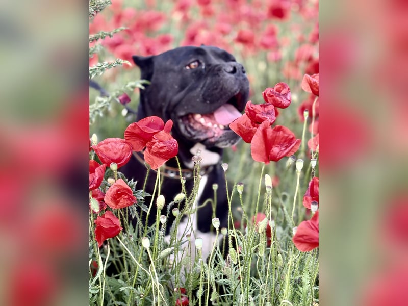 „Cane Corso Welpen aus Zucht mit Euch WCh-Linie zu verkaufen.