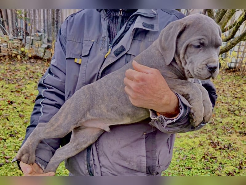 „Cane Corso Welpen aus Zucht mit Euch WCh-Linie zu verkaufen.
