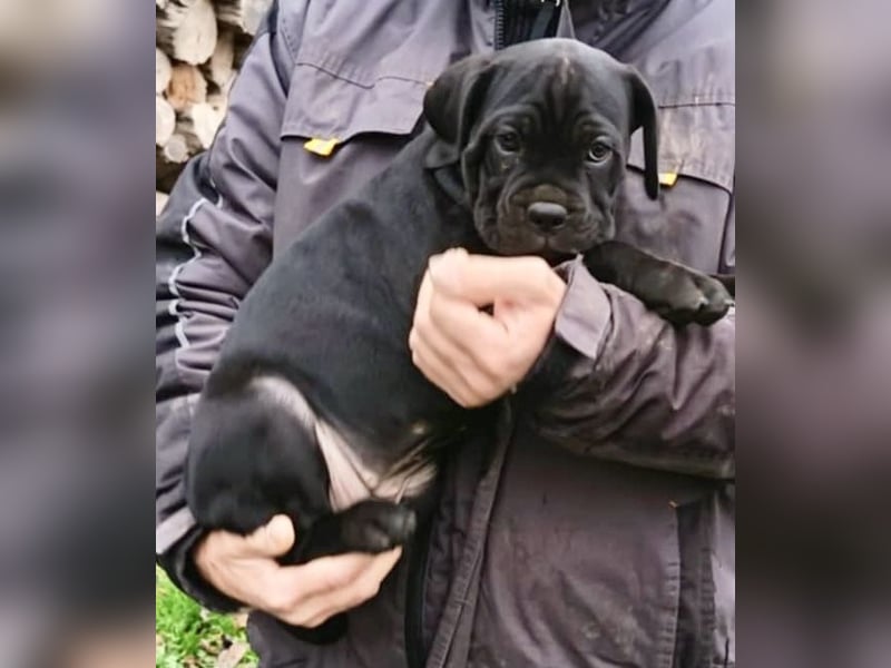 „Cane Corso Welpen aus Zucht mit Euch WCh-Linie zu verkaufen.