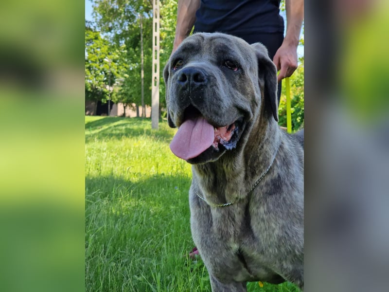Cane Corso puppies FCI
