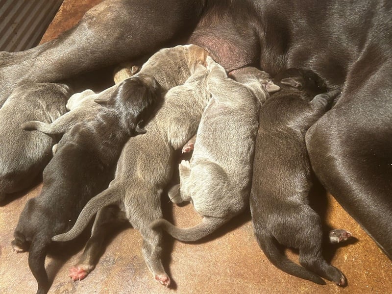 Cane Corso  FCI-Welpen aus Custodi Nos × Strajano | JETZT RESERVIEREN!