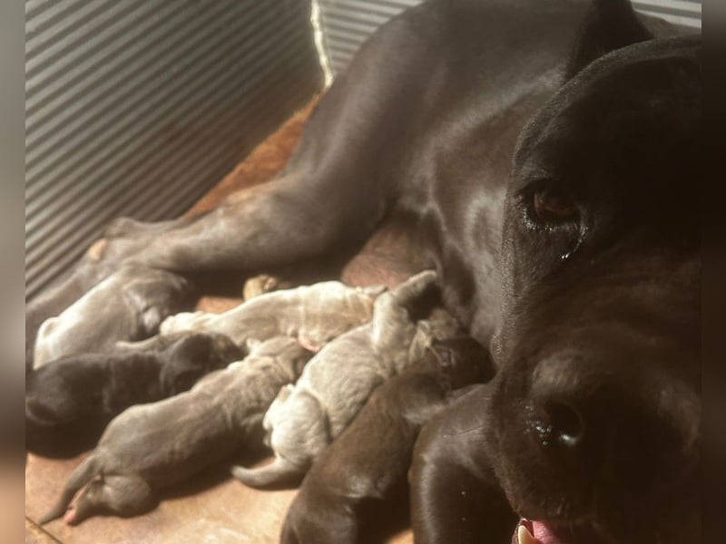 Cane Corso  FCI-Welpen aus Custodi Nos × Strajano | JETZT RESERVIEREN!