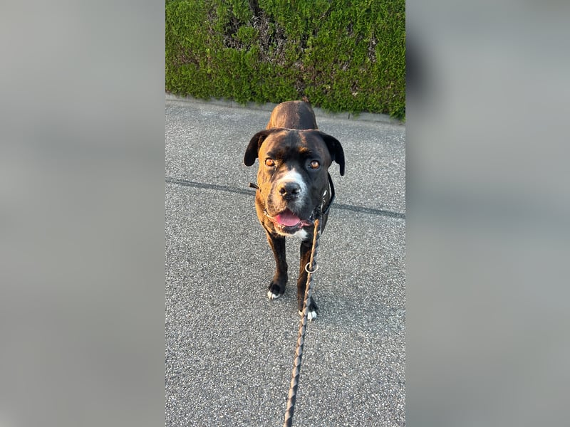 Liebevoller Cane Corso rüde 5 Jahre alt