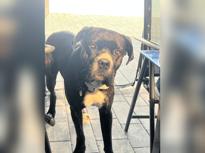 Liebevoller Cane Corso rüde 5 Jahre alt
