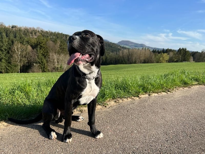 Liebevoller Cane Corso rüde 5 Jahre alt