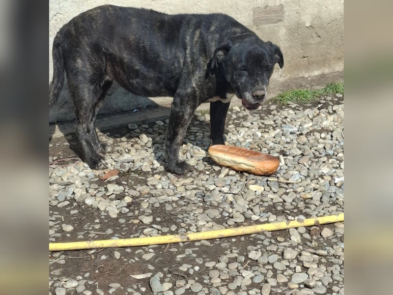 Cane Corso Hündin Sarah, 10 Jahre sucht ein Zuhause