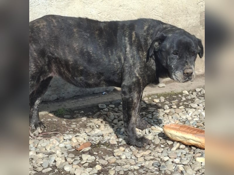 Cane Corso Hündin Sarah, 10 Jahre sucht ein Zuhause