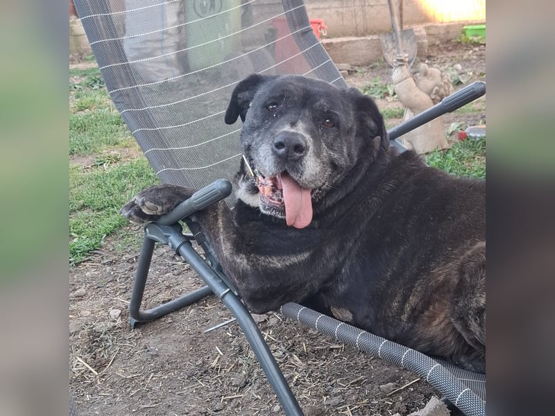 Cane Corso Hündin Sarah, 10 Jahre sucht ein Zuhause