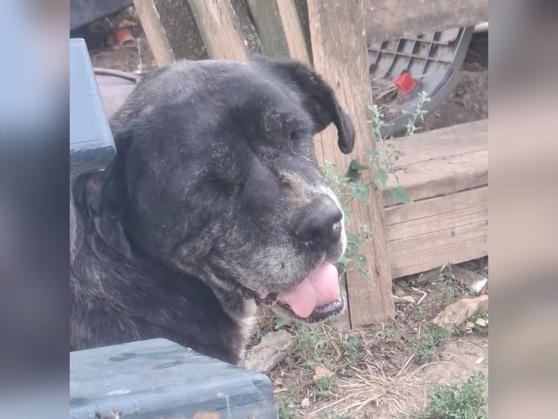 Cane Corso Hündin Sarah, 10 Jahre sucht ein Zuhause