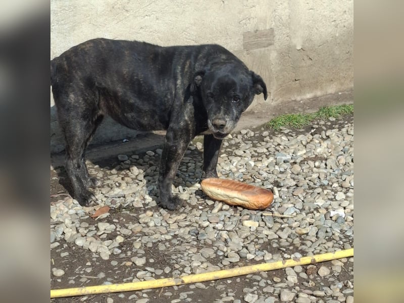 Cane Corso Hündin Sarah, 10 Jahre sucht ein Zuhause