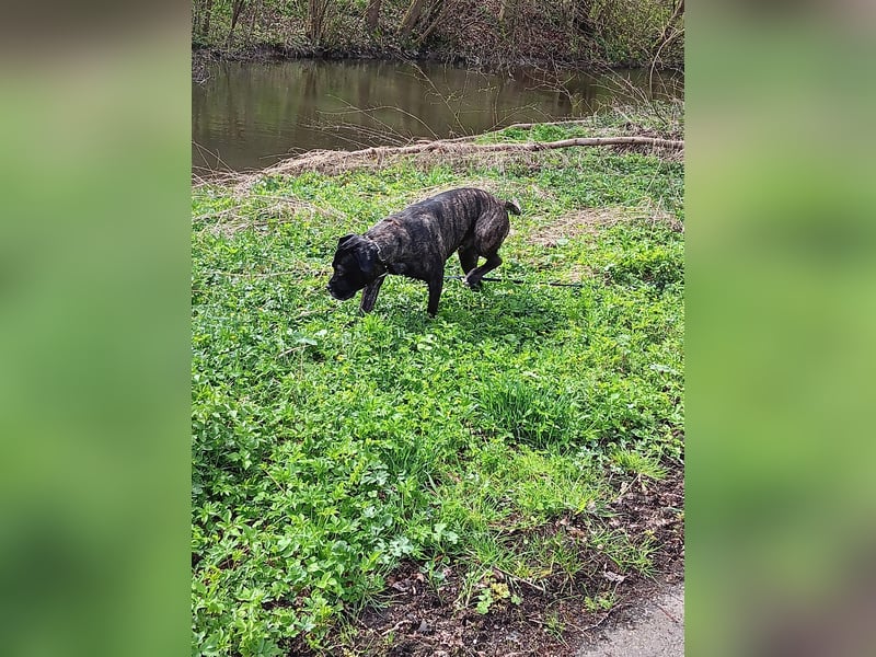 Cane corso