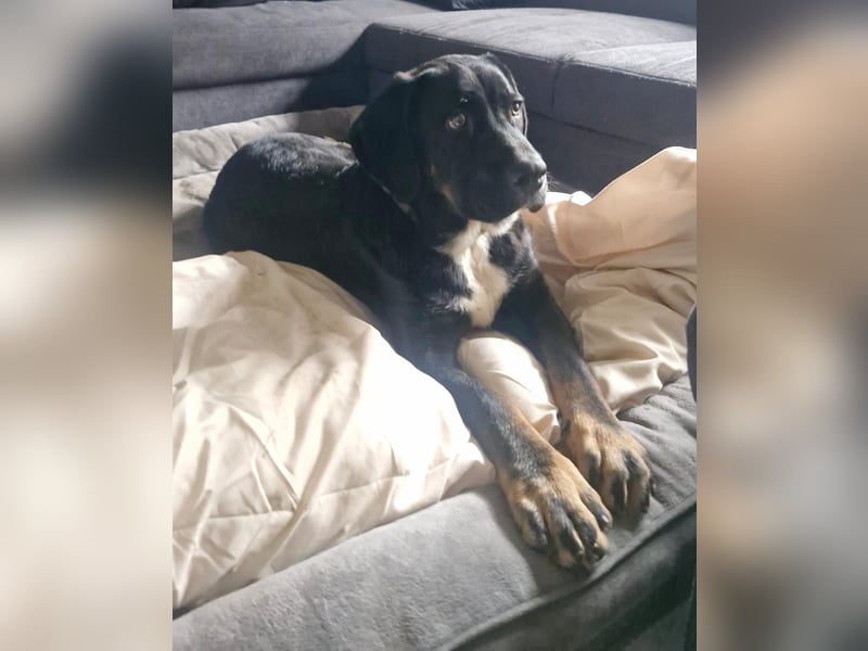 Janosh, hübscher Cane Corso Mischlingsrüde